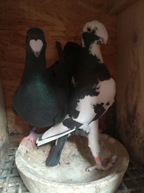  - Matca germani 2019