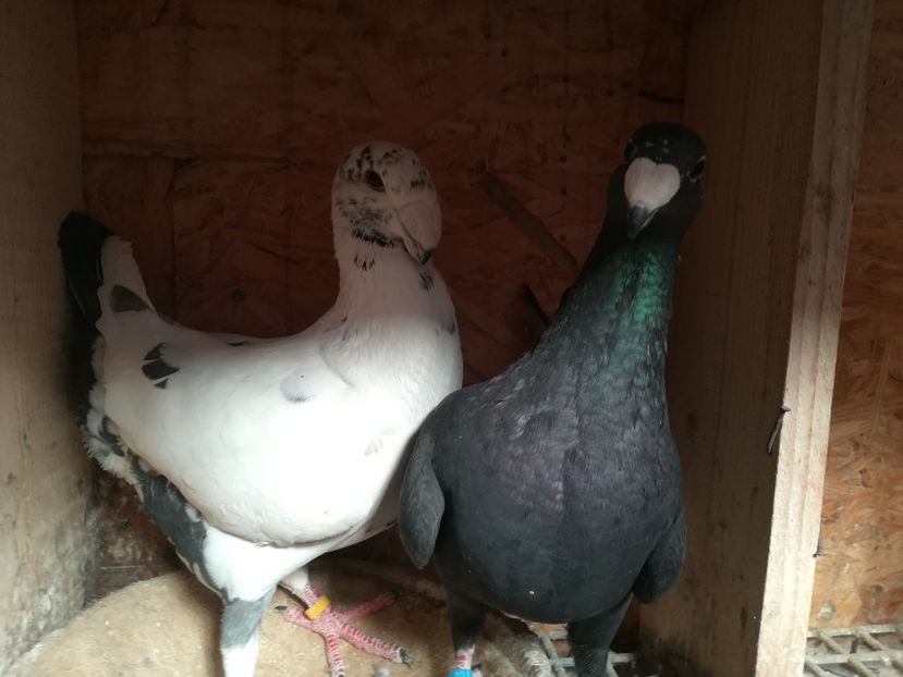  - Matca germani 2019