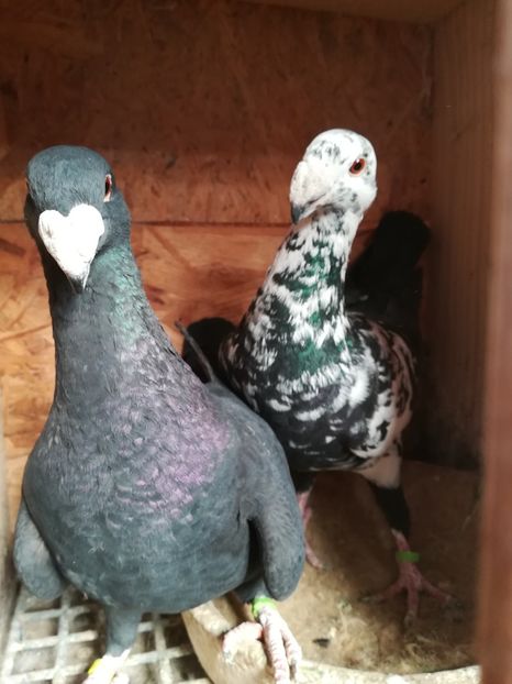  - Matca germani 2019