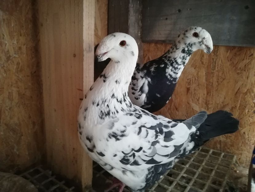  - Matca germani 2019