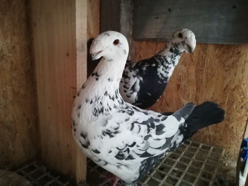  - Matca germani 2019