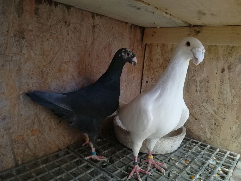  - Matca germani 2019