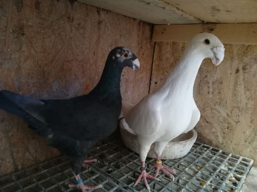  - Matca germani 2019