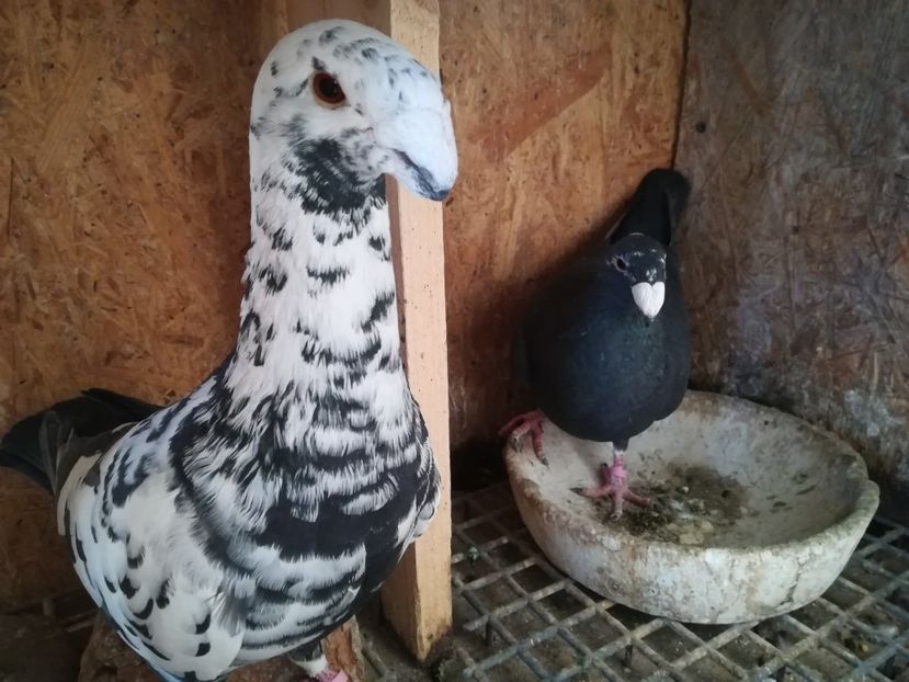  - Matca germani 2019