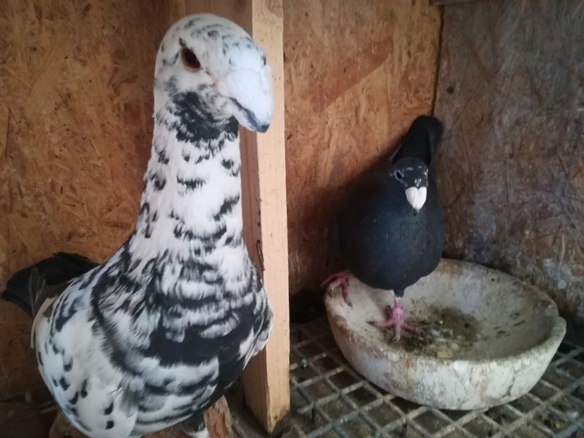  - Matca germani 2019