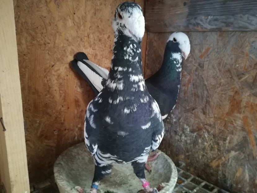  - Matca germani 2019