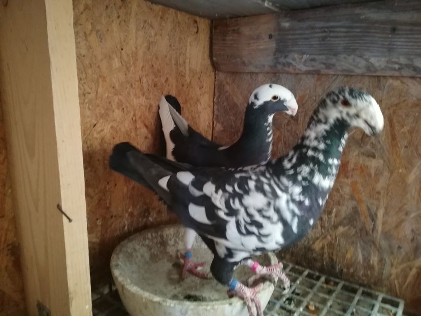  - Matca germani 2019