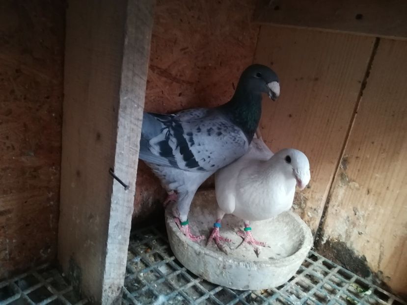  - Matca germani 2019