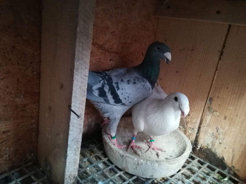  - Matca germani 2019