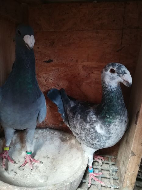  - Matca germani 2019