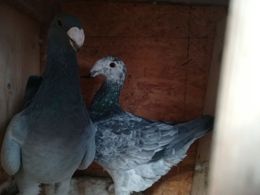  - Matca germani 2019