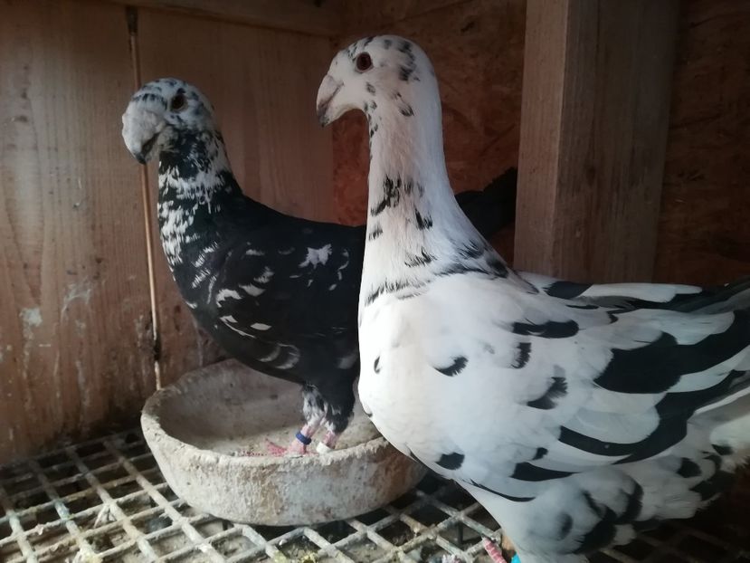  - Matca germani 2019