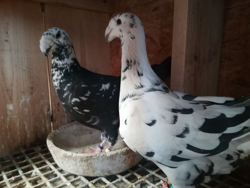  - Matca germani 2019