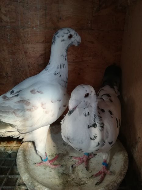  - Matca germani 2019