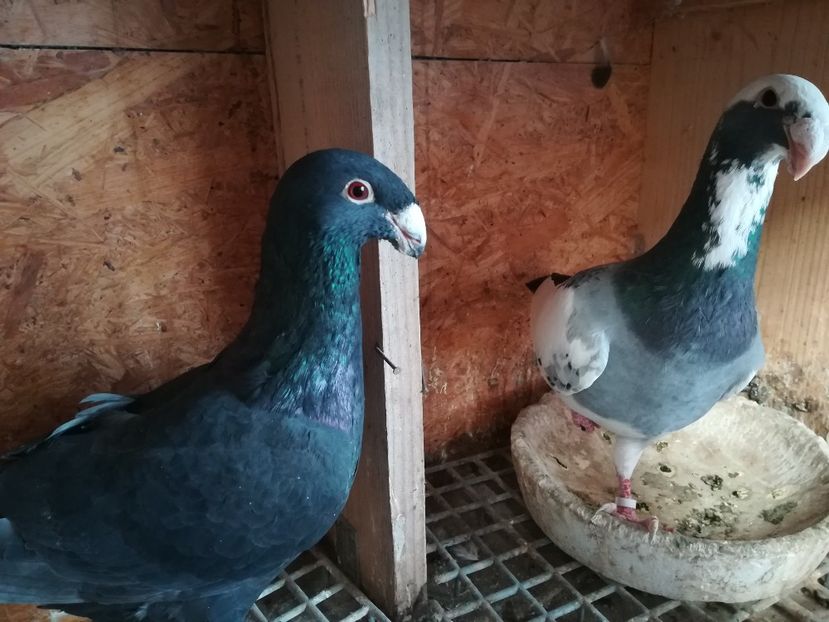  - Matca germani 2019