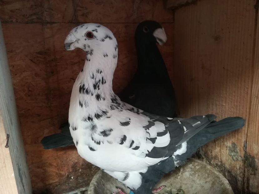  - Matca germani 2019