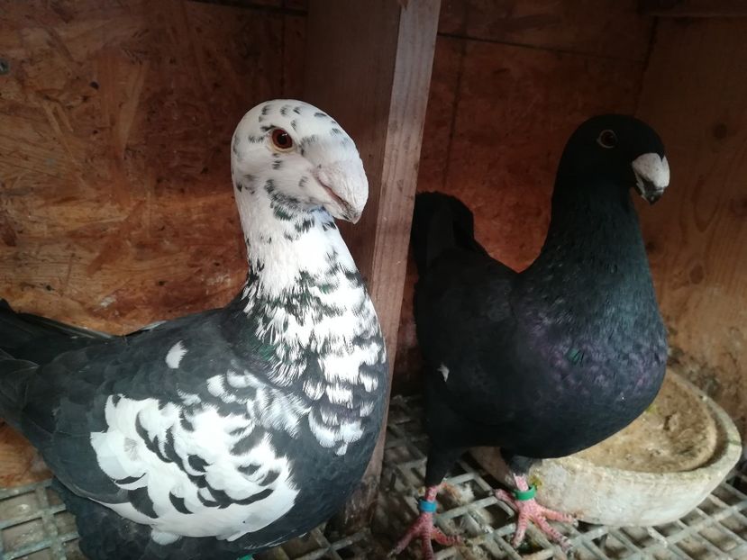  - Matca germani 2019