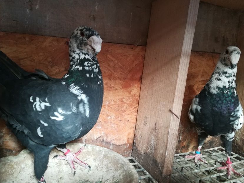  - Matca germani 2019