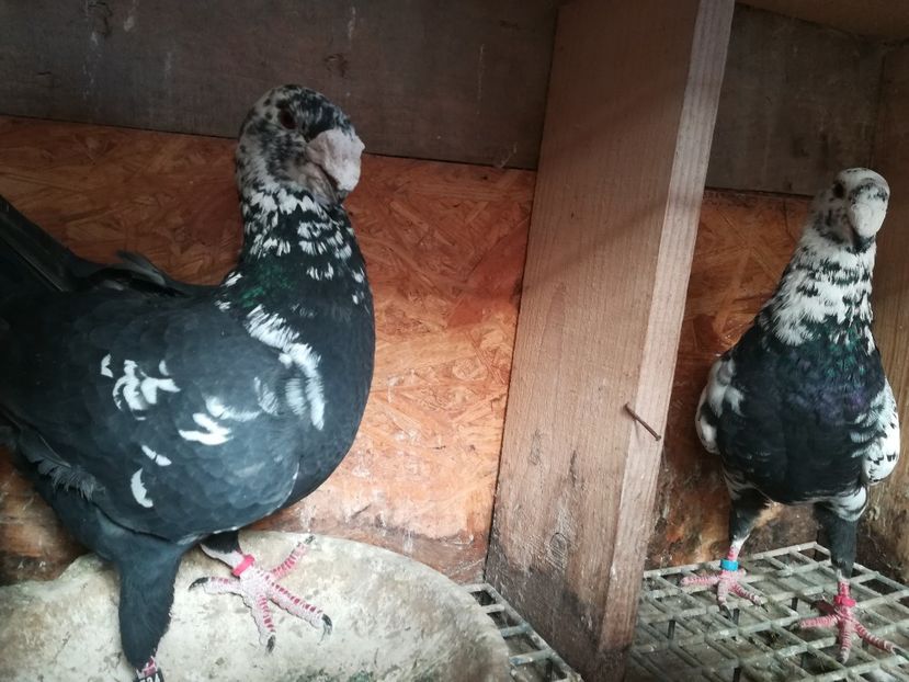  - Matca germani 2019