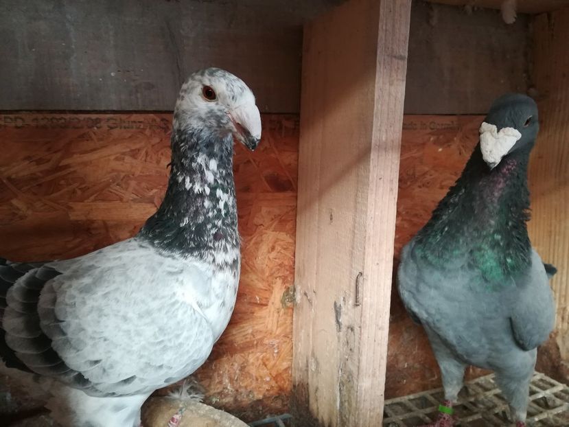  - Matca germani 2019