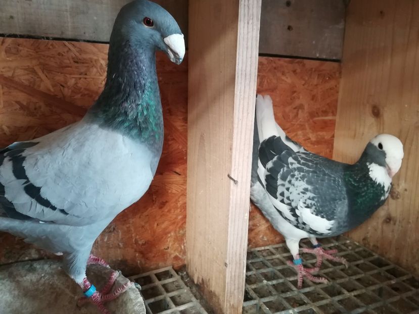  - Matca germani 2019