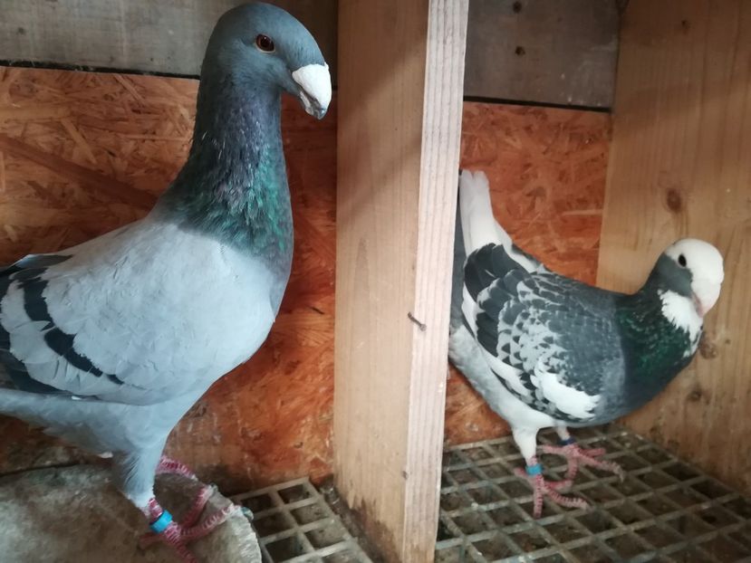  - Matca germani 2019