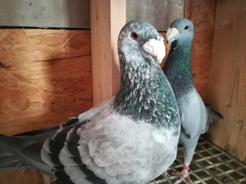  - Matca germani 2019