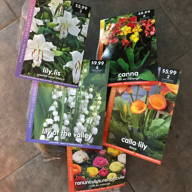  - Jurnalul gradinii 2019