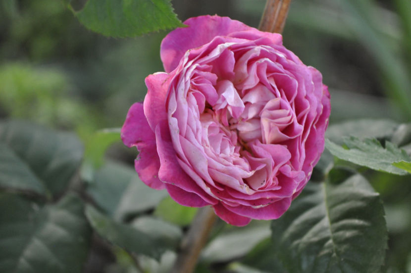_DSC0171 - Centenaire de l Hay les Roses