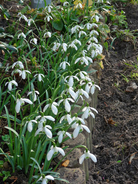 27. februarie, +18°C - 2018 - 04 - 2019 - 00 - Iarna