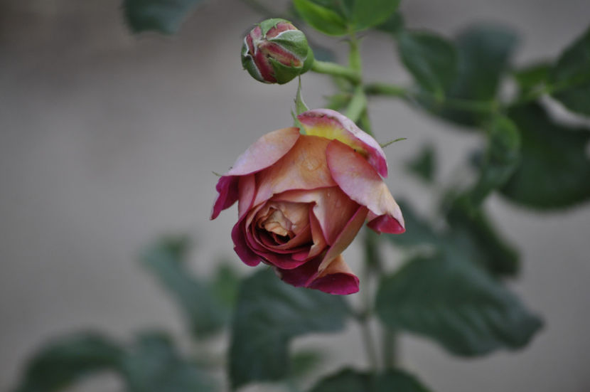_DSC0024 - Centenaire de l Hay les Roses