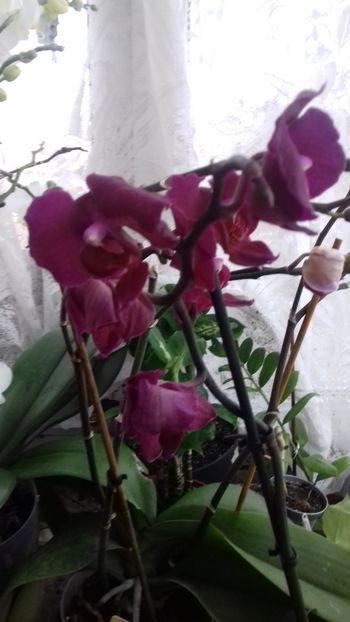O primavara frumoasă!! - 003-1 ORHIDEE