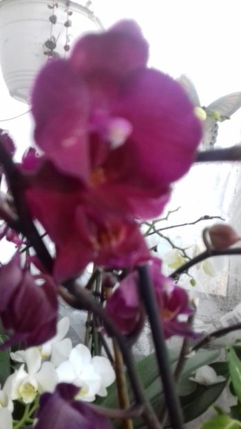 1 Martie 2019 - 003-1 ORHIDEE