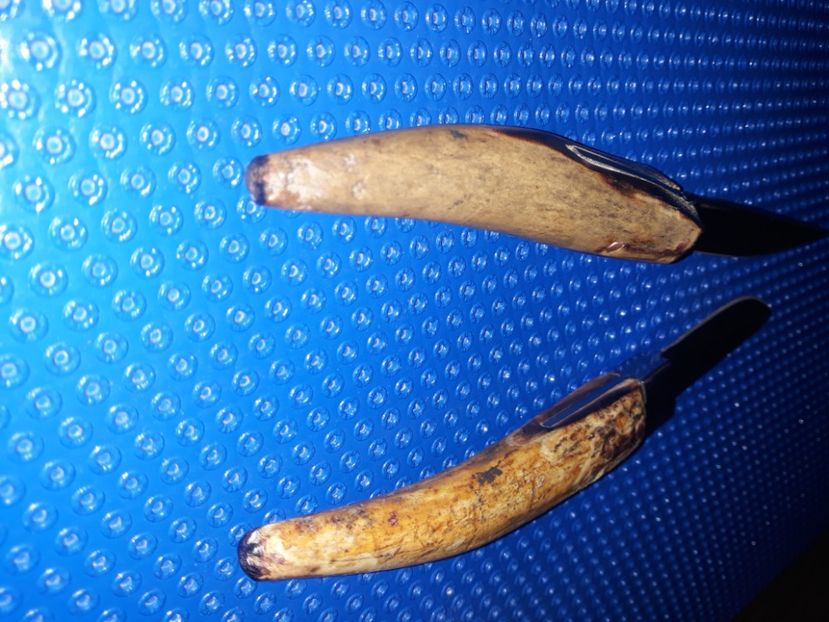  - Cutite pentru jupuit miei Martie 2019