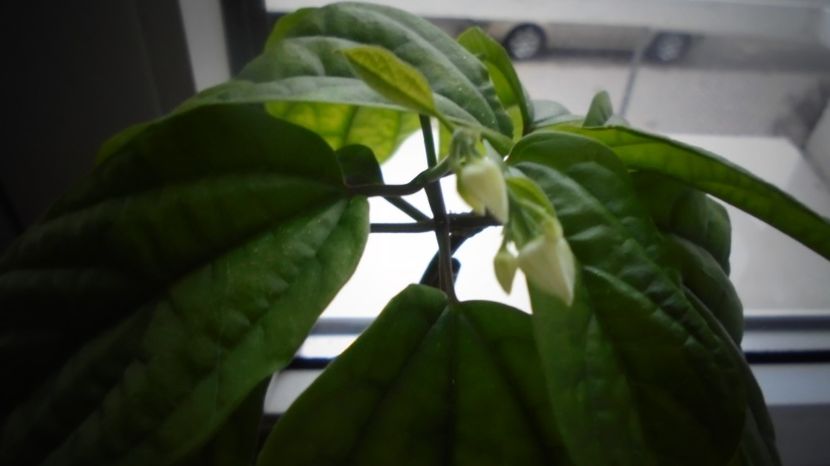 Clerodendron Thomsoniae - Stelute