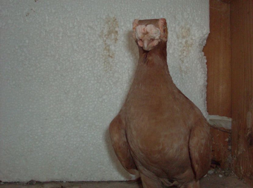 femela 2015 - Lot 2019