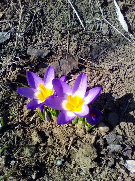  - curtea cu toate cele 2019