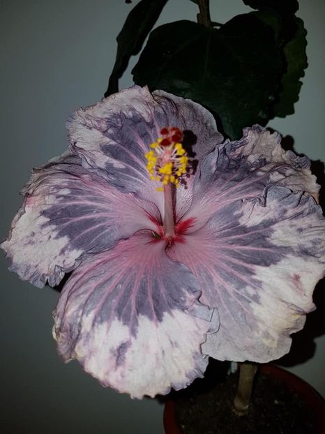  - Hibiscus Snow in the Mountain