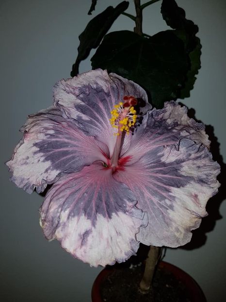  - Hibiscus Snow in the Mountain