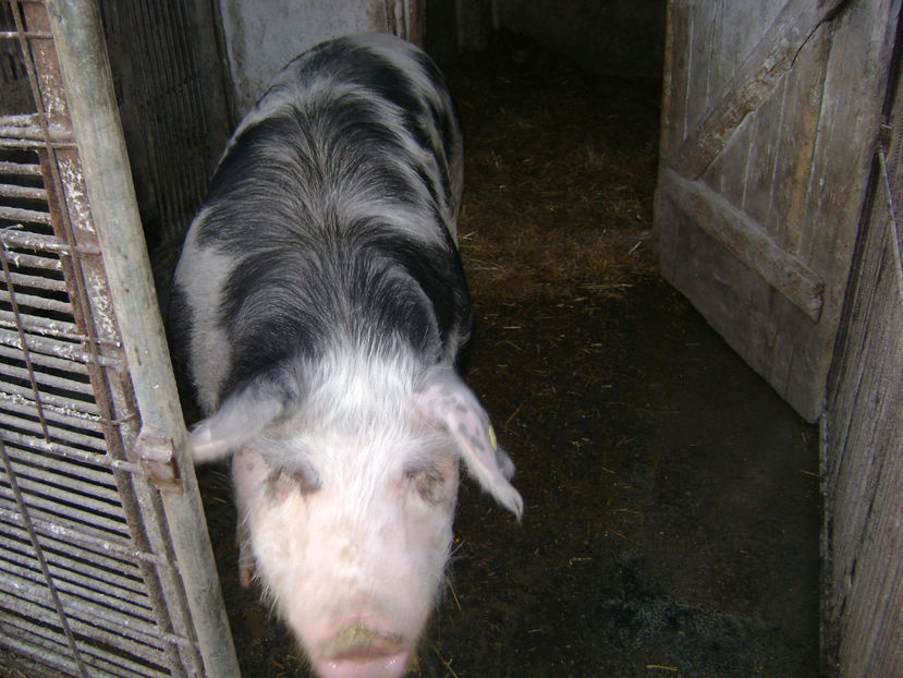  - PORCI PETRAIN 2019