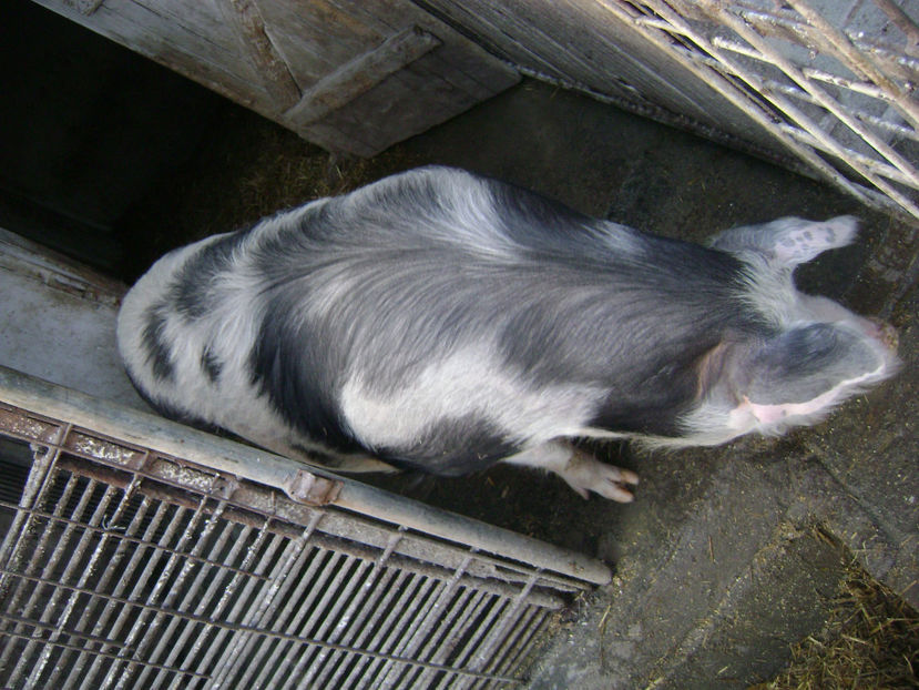  - PORCI PETRAIN 2019