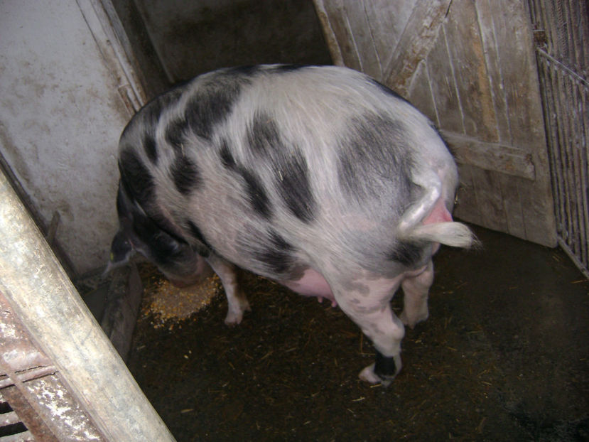  - PORCI PETRAIN 2019