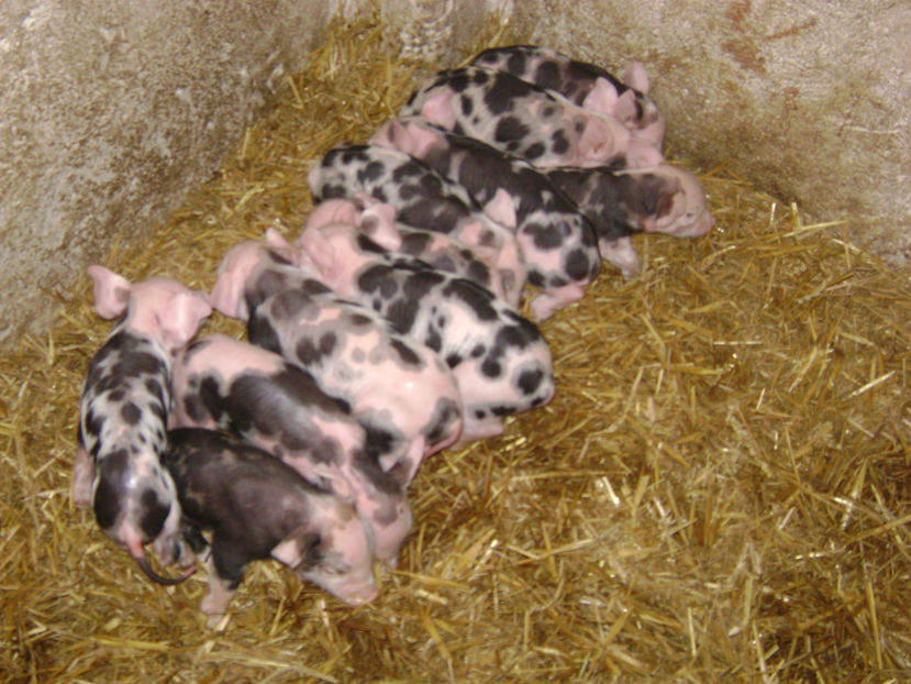  - PORCI PETRAIN 2019