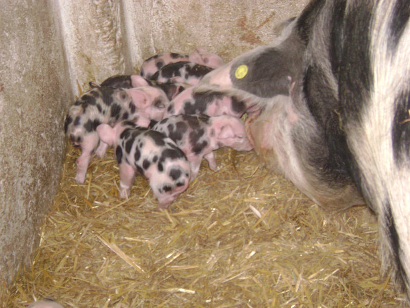  - PORCI PETRAIN 2019