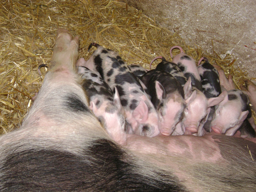  - PORCI PETRAIN 2019