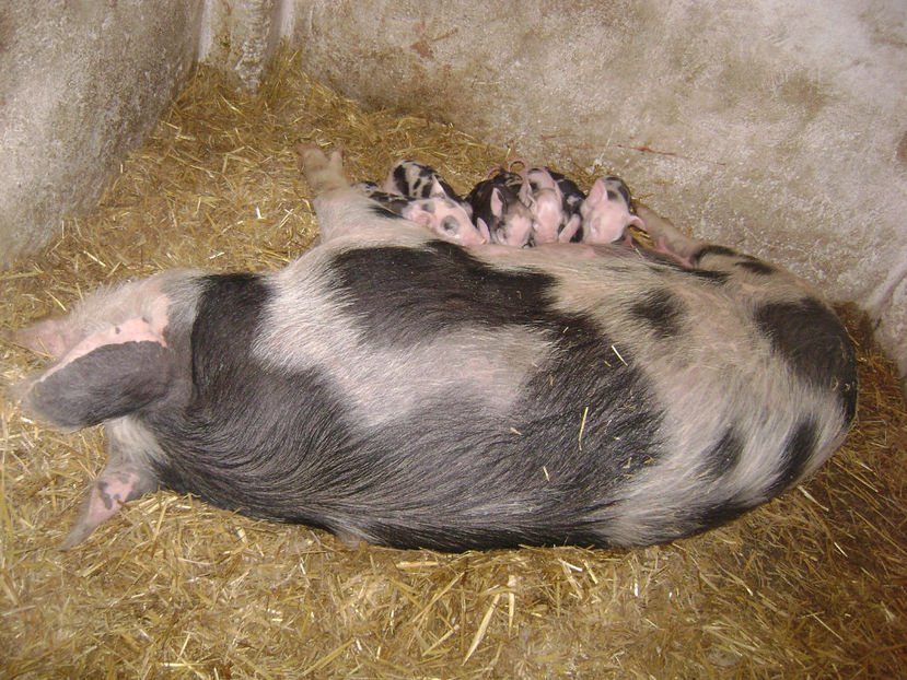  - PORCI PETRAIN 2019