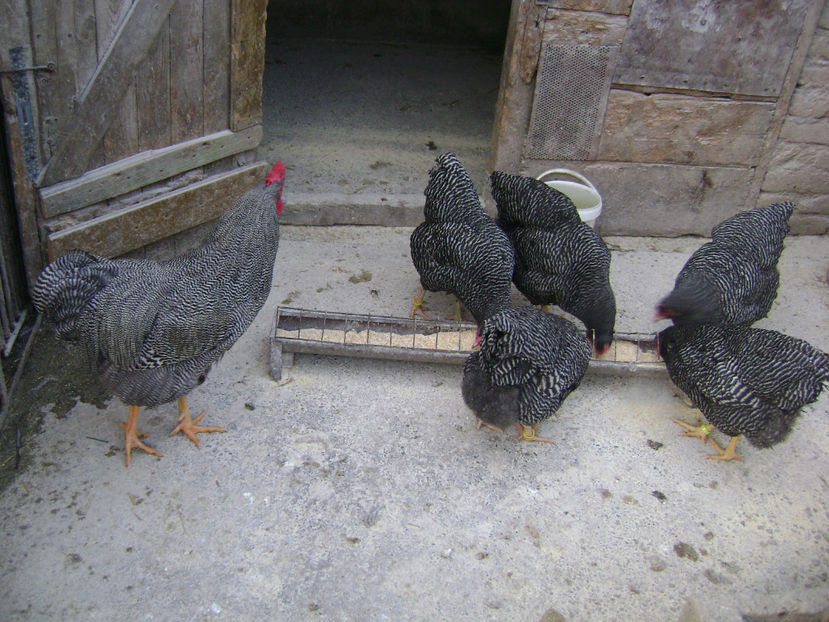  - PLIMUTH ROCH BARAT 2019