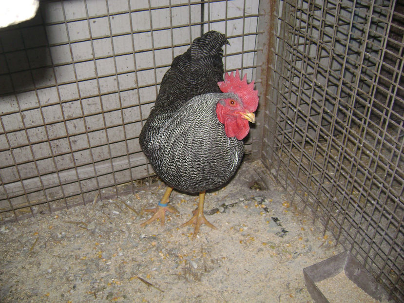  - PLIMUTH ROCH BARAT 2019