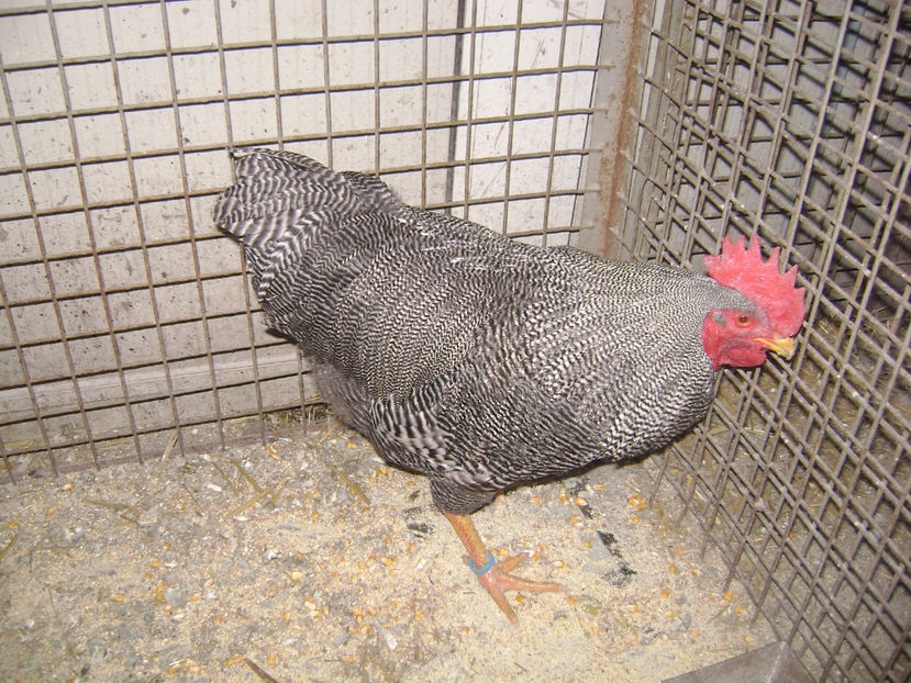  - PLIMUTH ROCH BARAT 2019