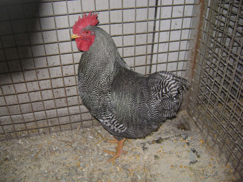  - PLIMUTH ROCH BARAT 2019